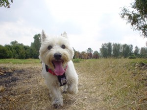 Puppy