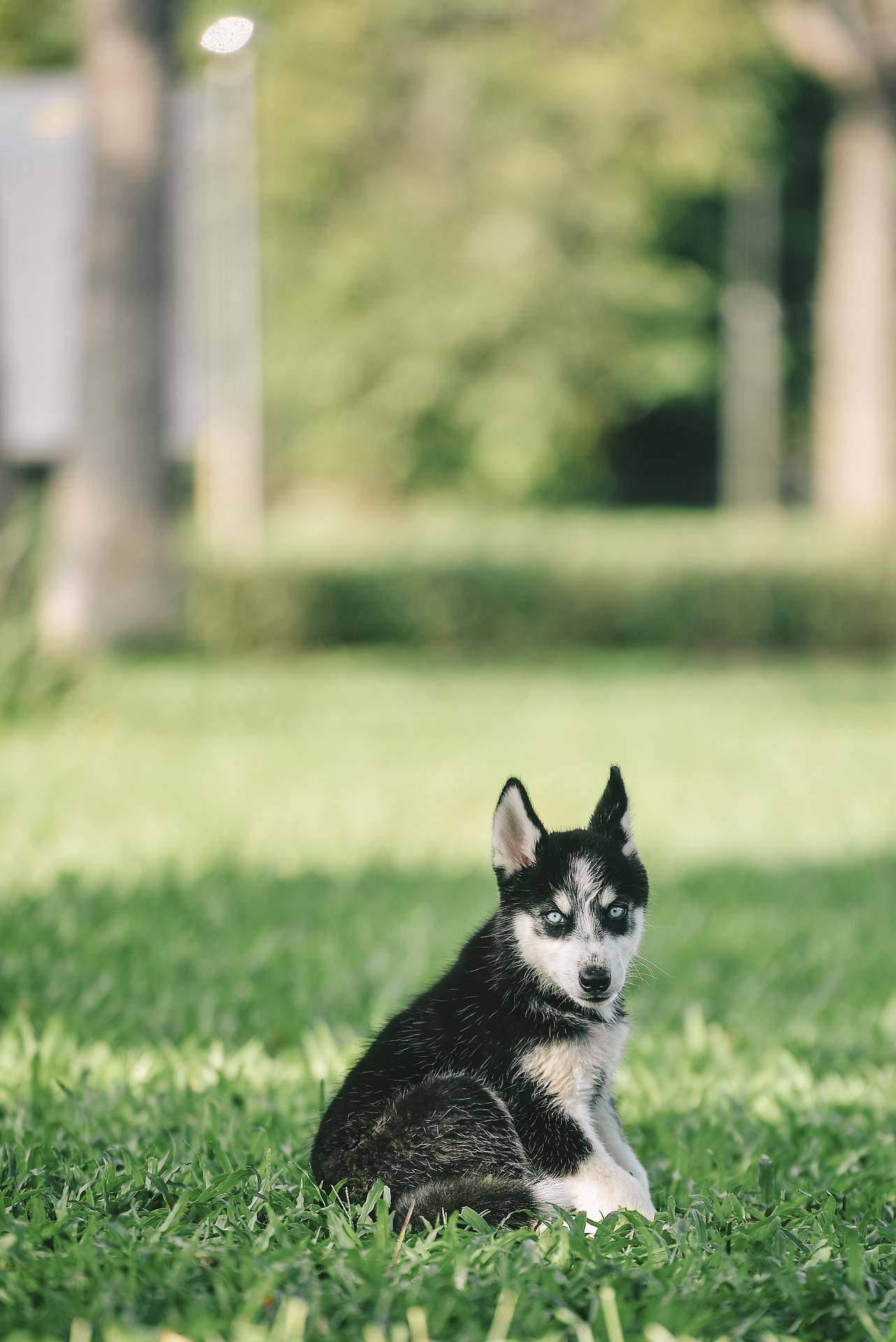 pup